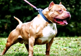 wp header logo17417988161336119399