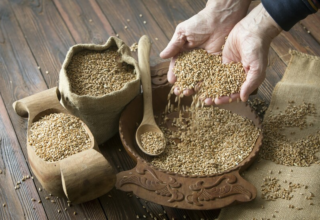 wp header logo17429076111783516254