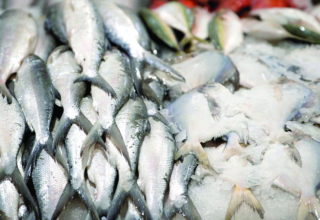 wp header logo1743555608111038307