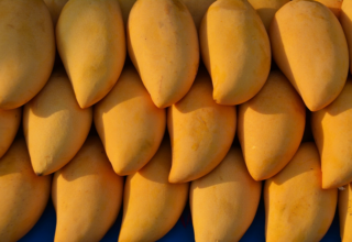 wp header logo1748188859535326540