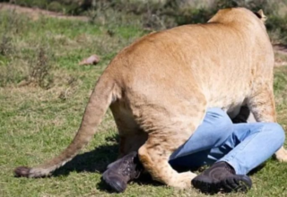 أسد يفترس رجل أعمال ألماني أمام زوجته وأصدقائه 34 wp header logo17497080151645707517