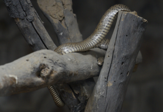 wp header logo17532144441350155985