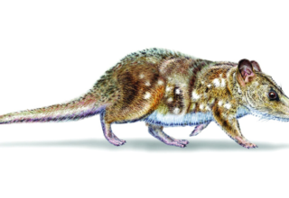 اكتشاف بقايا حيوان من زمن الديناصورات.. صغير بحجم الفأر 23 wp header logo17550612521719992178