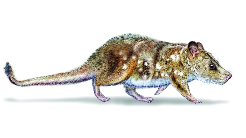 wp header logo17550612521719992178