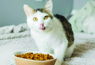 wp header logo1759021228879477335