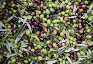 wp header logo176250241971548920