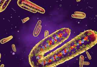 wp header logo17632656371809988848