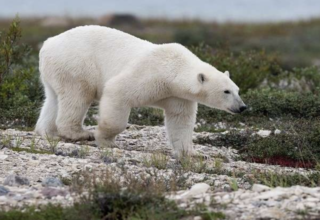 wp header logo17637372071576176668