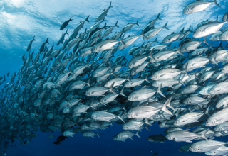 wp header logo17643780051229563134