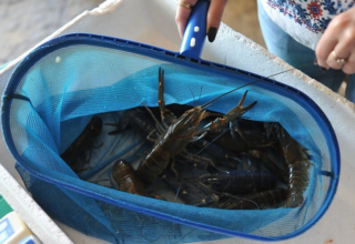 wp header logo1766700026351518987