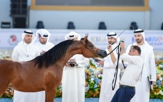 wp header logo1767459627328429871