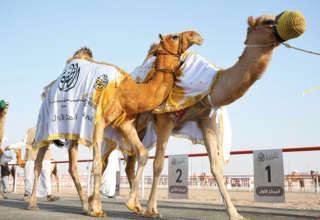 wp header logo1767574846748570760