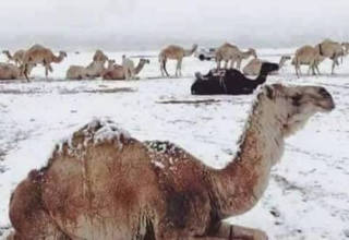 wp header logo1767798006680843611