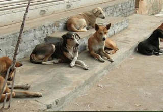 wp header logo176803920530017939