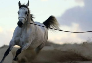 wp header logo1768712414438434111