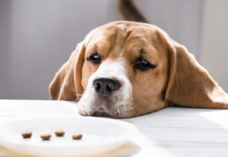 wp header logo1768809607986037172