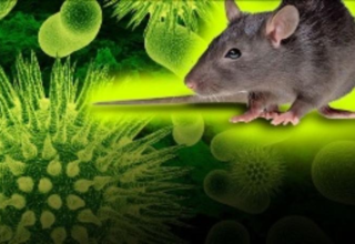 wp header logo17698716061289289434