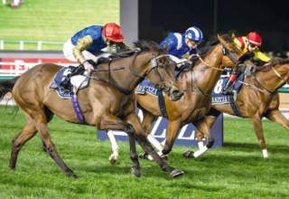 wp header logo17709444161218945898