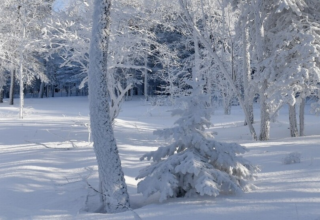 wp header logo1771005632693391753