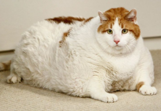 wp header logo1771048820442294465