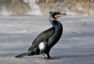 wp header logo17712324181628891909