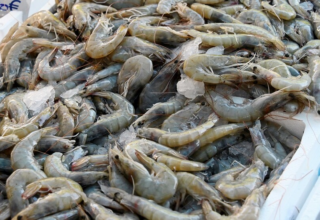 wp header logo177132242167349889