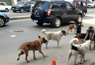 wp header logo1771344013165930187