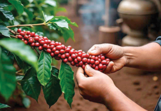 wp header logo17714628211609374352