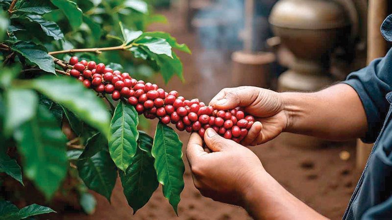 wp header logo17714628211609374352