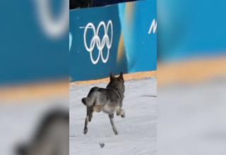 wp header logo1771509608898314044