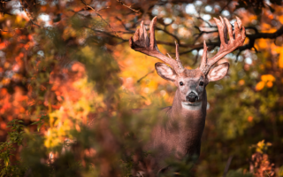 wp header logo1771520430616928071