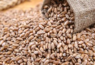 wp header logo17715888221999877992