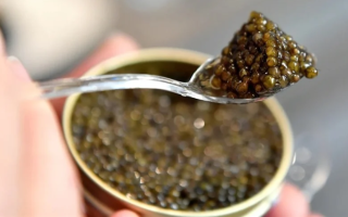 wp header logo1771610422667905206