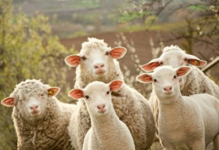 wp header logo17716824171832176984