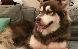 wp header logo17716896091896108070