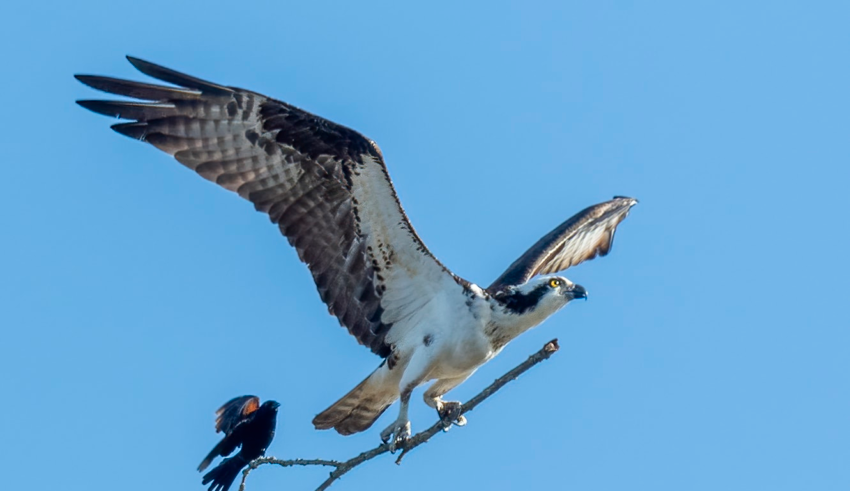 wp header logo17721360341531633595