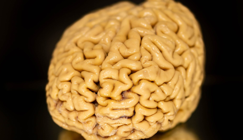 wp header logo17733312121688229599