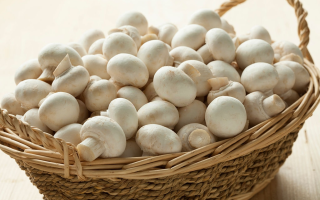 wp header logo17740728091984560620