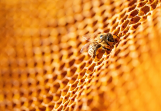 wp header logo17744220111563827334