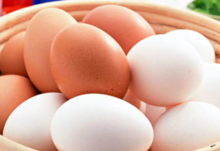 wp header logo1774515611548009480