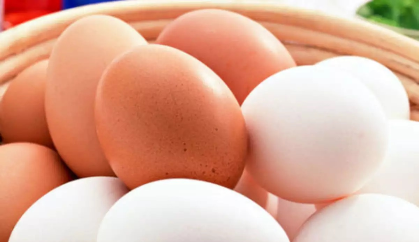 wp header logo1774515611548009480