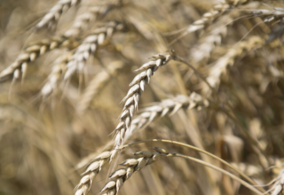 wp header logo1775131219504179277