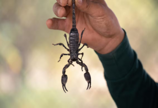 wp header logo1775170814233791075