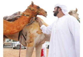 wp header logo17751780181428647714