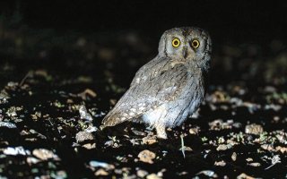 wp header logo17757828131012685666