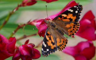 wp header logo17760600311535024047