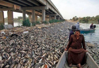 wp header logo177607801293586318