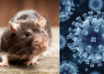 wp header logo17782488751597893017